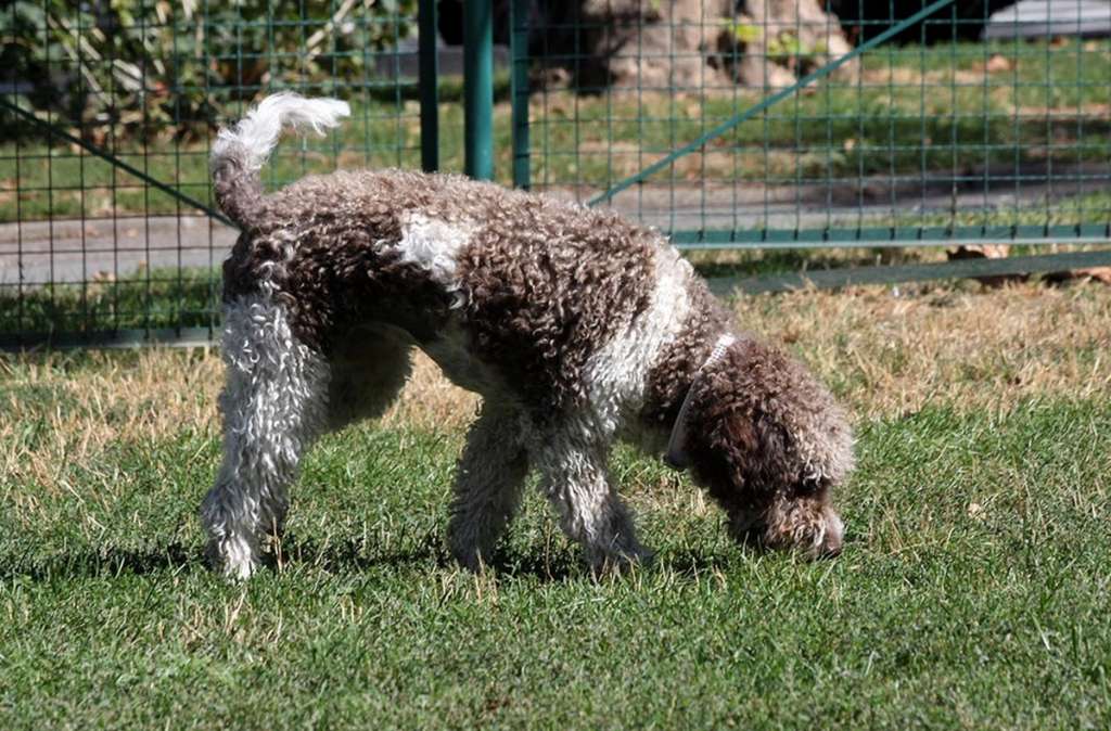 I Migliori Cani da Tartufo. Scopriamo Insieme le Razze Tuscany Truffle