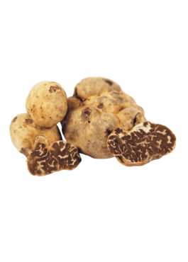 tuscany truffle vendita tartufi online - tartufo bianchetto marzuolo