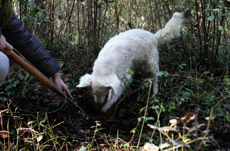 I Migliori Cani da Tartufo. Scopriamo Insieme le Razze Tuscany Truffle